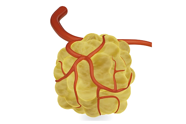 肿瘤血管